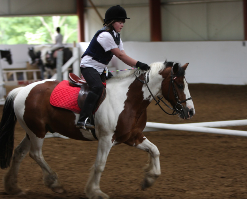 Horse riding lessons